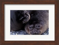 Southern Elephant Seal, South Georgia Island, Antarctica Fine Art Print