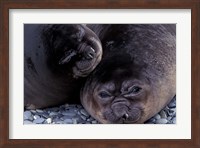 Southern Elephant Seal, South Georgia Island, Antarctica Fine Art Print