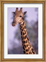 Southern Giraffe, South Africa Fine Art Print