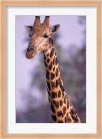Southern Giraffe, South Africa Fine Art Print