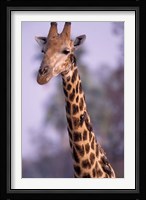 Southern Giraffe, South Africa Fine Art Print