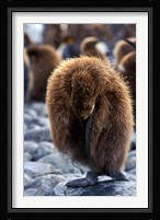 South Georgia Island. King Penguin youth Fine Art Print