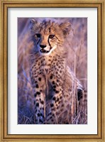 South Africa, Phinda Reserve. King Cheetah Fine Art Print