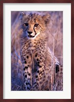 South Africa, Phinda Reserve. King Cheetah Fine Art Print