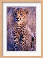 South Africa, Phinda Reserve. King Cheetah Fine Art Print