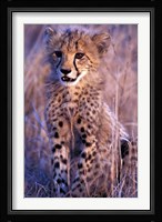 South Africa, Phinda Reserve. King Cheetah Fine Art Print