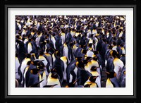 South Georgia Island, King Penguins Fine Art Print