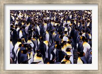 South Georgia Island, King Penguins Fine Art Print