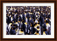 South Georgia Island, King Penguins Fine Art Print