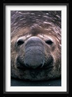 South Georgia Island, Southern Elephant Seal Fine Art Print