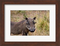 South Africa, KwaZulu Natal, warthog wildlife Fine Art Print