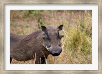South Africa, KwaZulu Natal, warthog wildlife Fine Art Print