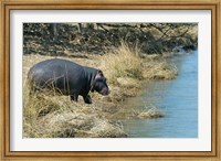 South Africa, KwaZulu Natal, Wetlands, hippo Fine Art Print
