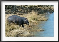South Africa, KwaZulu Natal, Wetlands, hippo Fine Art Print