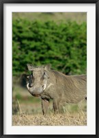 South Africa, KwaZulu Natal, Zulu Nyala GR, Warthog Fine Art Print