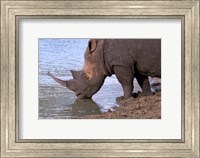 South Africa, KwaZulu Natal, Zulu Nyala, White Rhino Fine Art Print