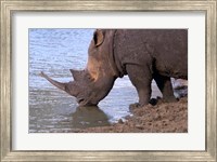 South Africa, KwaZulu Natal, Zulu Nyala, White Rhino Fine Art Print
