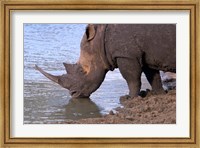 South Africa, KwaZulu Natal, Zulu Nyala, White Rhino Fine Art Print