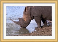 South Africa, KwaZulu Natal, Zulu Nyala, White Rhino Fine Art Print