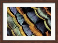 South American Ocellated Turkey Fine Art Print