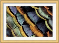 South American Ocellated Turkey Fine Art Print