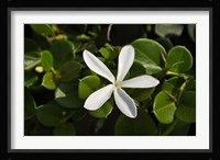 South Africa, Durban, Num Num flower Fine Art Print