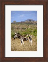 South Africa, Zulu Nyala Game Reserve, Zebra Fine Art Print