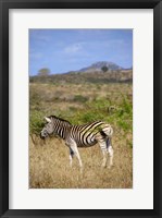 South Africa, Zulu Nyala Game Reserve, Zebra Fine Art Print