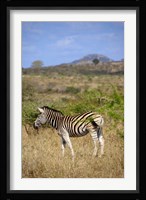 South Africa, Zulu Nyala Game Reserve, Zebra Fine Art Print