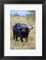 South Africa, Zulu Nyala GR, Cape Buffalo Fine Art Print