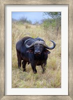 South Africa, Zulu Nyala GR, Cape Buffalo Fine Art Print