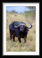 South Africa, Zulu Nyala GR, Cape Buffalo Fine Art Print