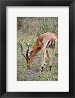 South Africa, Zulu Nyala GR, Impala wildlife Fine Art Print
