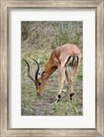 South Africa, Zulu Nyala GR, Impala wildlife Fine Art Print