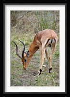 South Africa, Zulu Nyala GR, Impala wildlife Fine Art Print