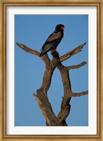 South Africa, Kgalagadi, Bateleur, African raptor bird Fine Art Print