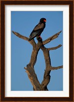 South Africa, Kgalagadi, Bateleur, African raptor bird Fine Art Print