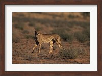 South Africa, Kgalagadi Transfrontier Park, Cheetah Fine Art Print