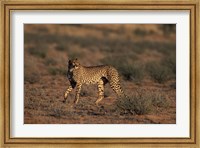 South Africa, Kgalagadi Transfrontier Park, Cheetah Fine Art Print