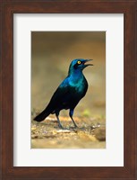 South Africa, Kruger, Greater Blue Eared Starling bird Fine Art Print