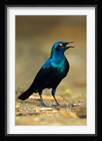 South Africa, Kruger, Greater Blue Eared Starling bird Fine Art Print