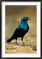 South Africa, Kruger, Greater Blue Eared Starling bird Fine Art Print