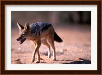 South Africa, Kgalagadi, Kalahari, Black Backed Jackal Fine Art Print