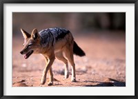 South Africa, Kgalagadi, Kalahari, Black Backed Jackal Fine Art Print