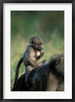 South Africa, Kruger NP, Chacma Baboon troop in grass Fine Art Print
