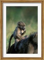 South Africa, Kruger NP, Chacma Baboon troop in grass Fine Art Print