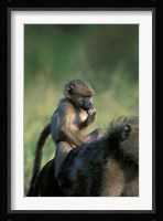 South Africa, Kruger NP, Chacma Baboon troop in grass Fine Art Print