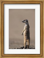 South Africa, Kgalagadi, Meerkat, Mongoose Fine Art Print