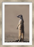 South Africa, Kgalagadi, Meerkat, Mongoose Fine Art Print