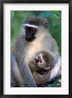 South Africa, Tsitsikamma NP, Vervet Monkey, rainforest Fine Art Print